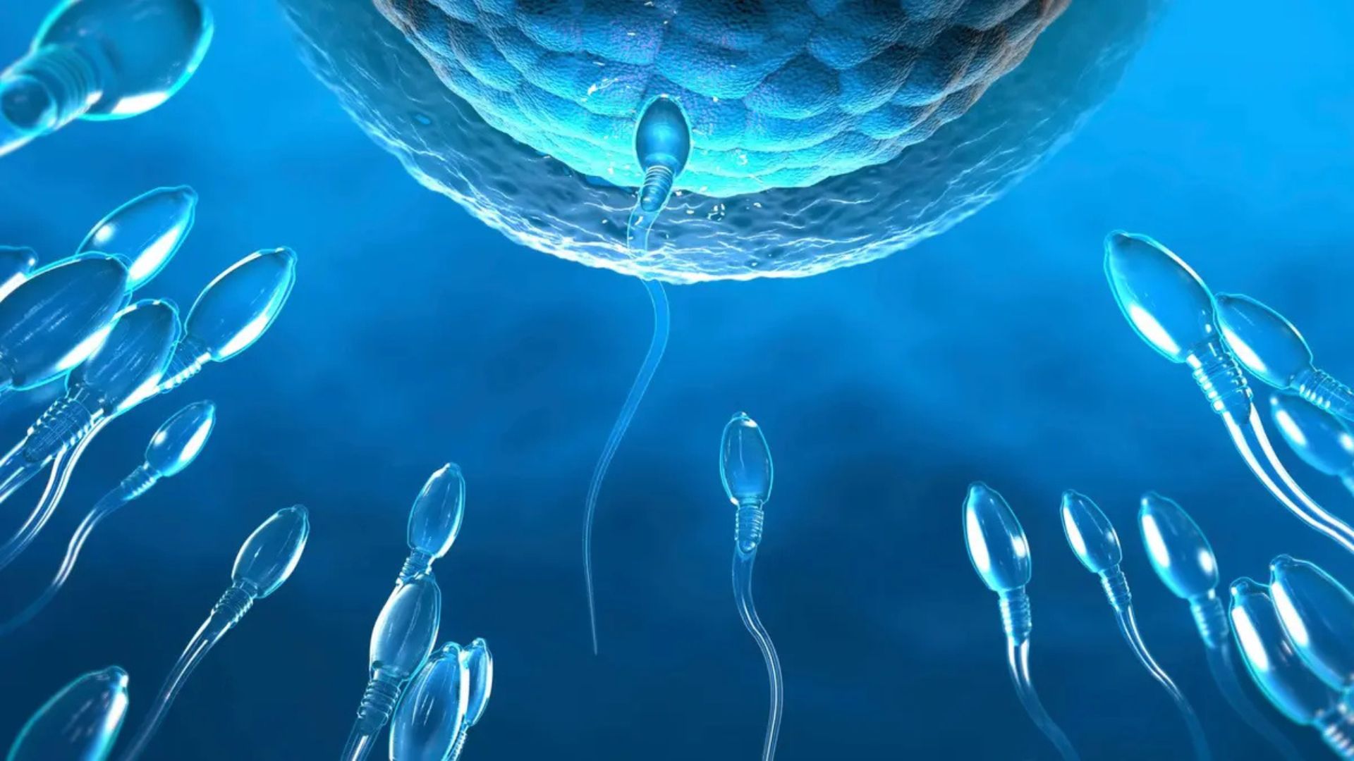 Sperm’s hidden switch may power on-demand male birth control