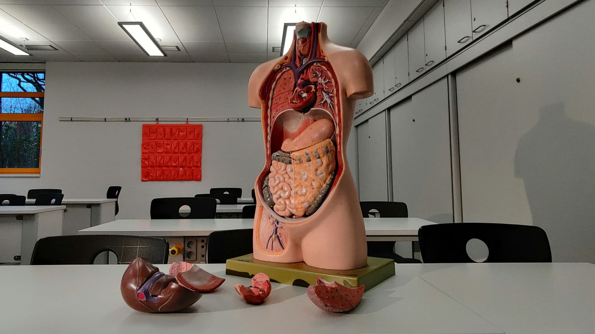 3D human colon model may replace animal testing in cancer labs