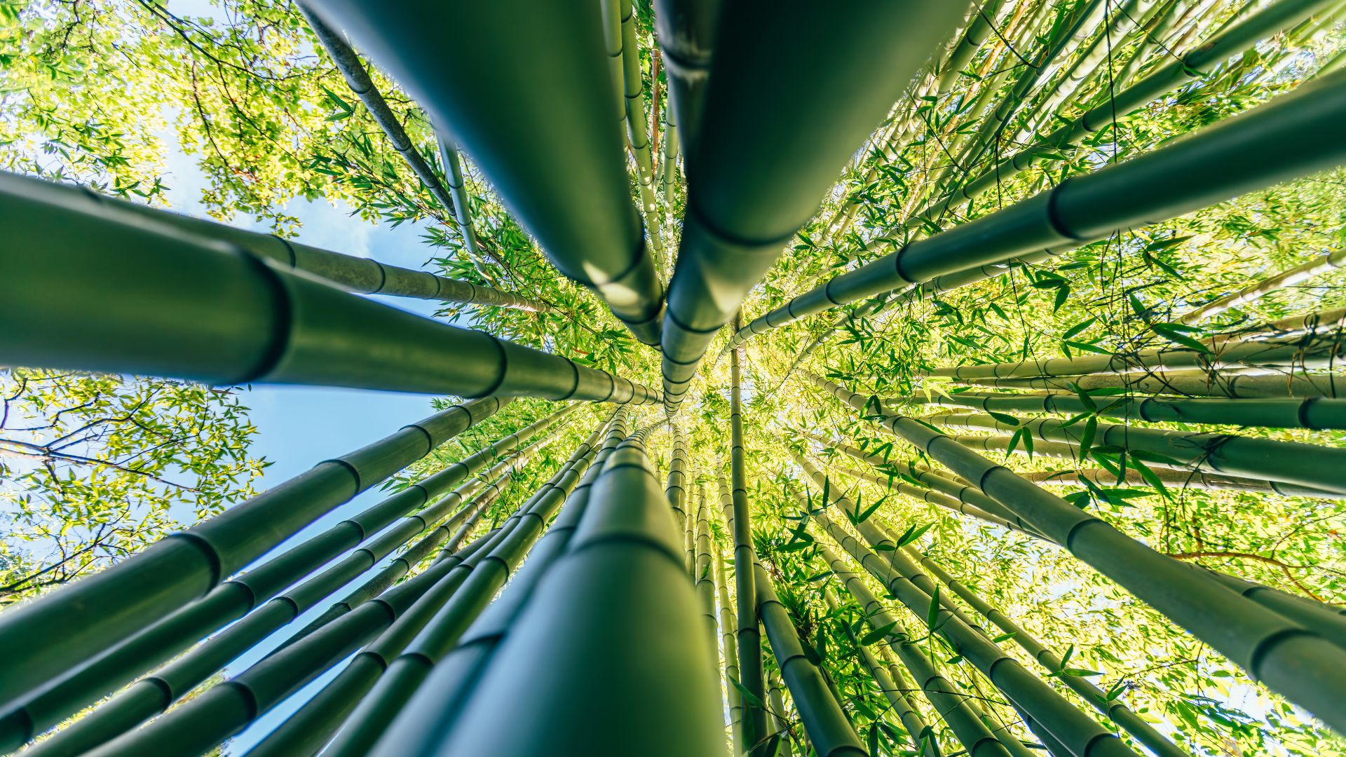 China's bamboo plastic with mechanical strength biodegrades in 50 days