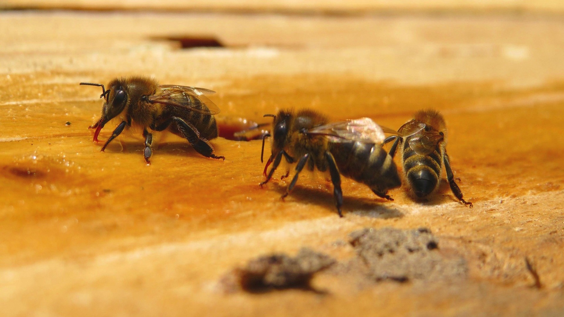 Honeybees dance includes higher cognitive complexity than thought