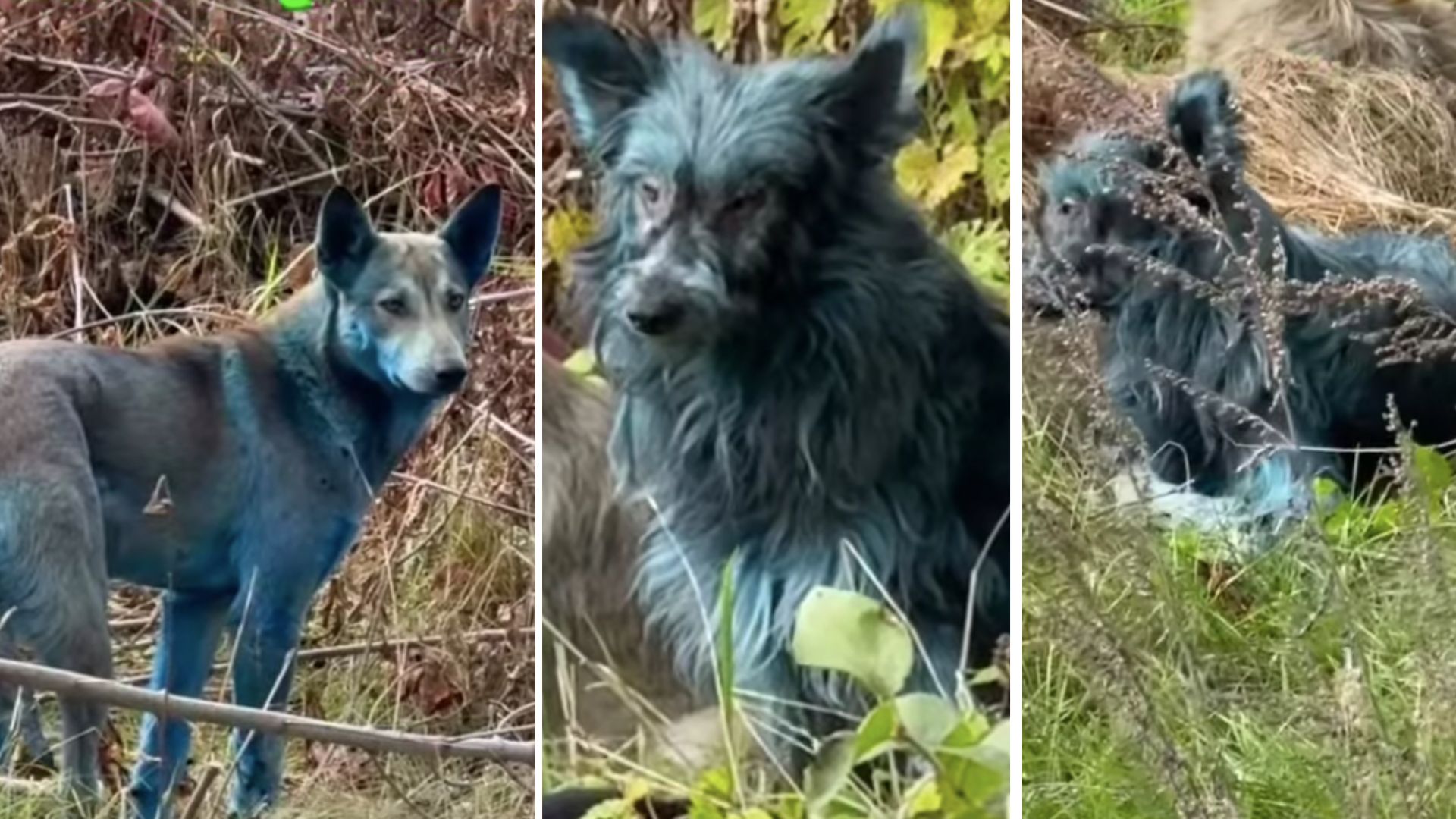 Video: Blue dogs roaming at Chernobyl nuclear disaster site stun all