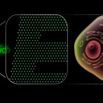 Điốt phát sáng nhỏ nhất thế giới thu nhỏ gấp 100 lần so với chiều rộng của một tế bào người