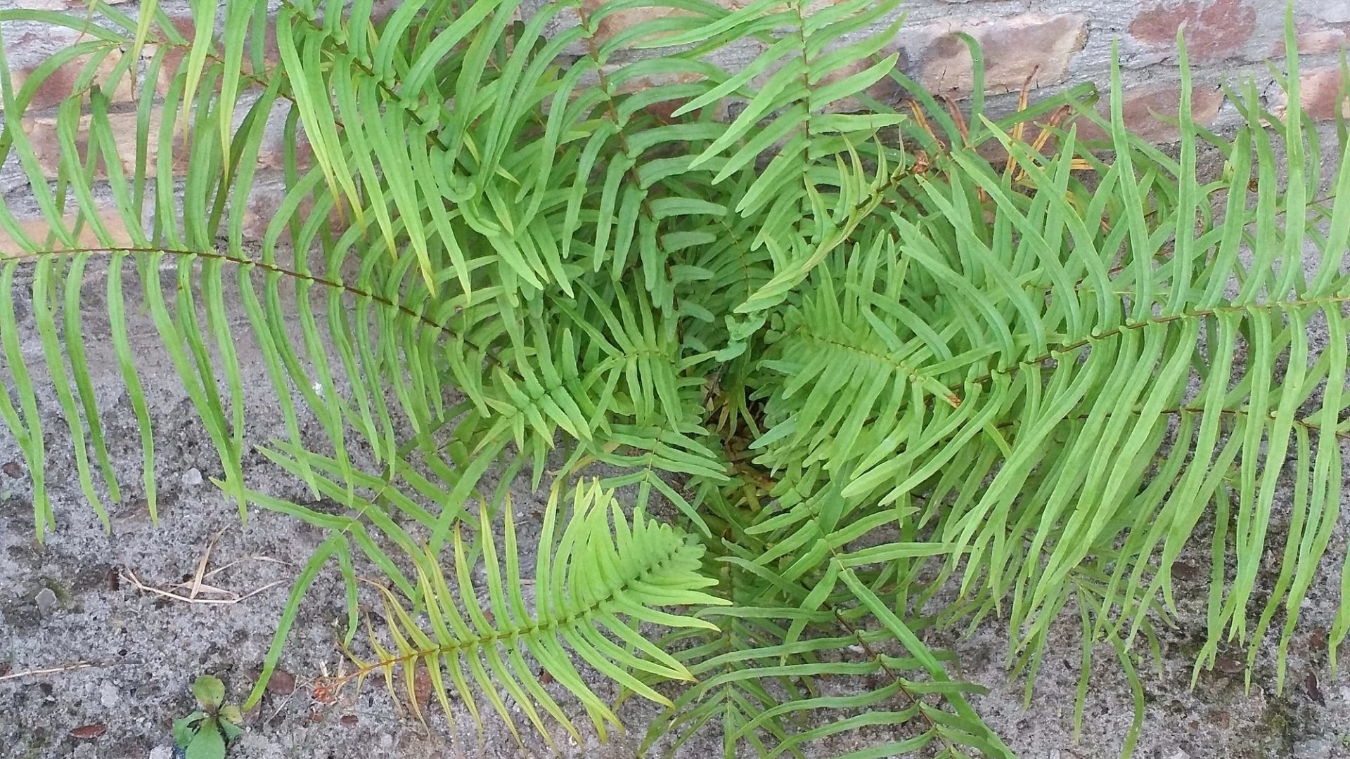 Trung Quốc khai thác khoáng sản đất hiếm từ cây sống lần đầu tiên