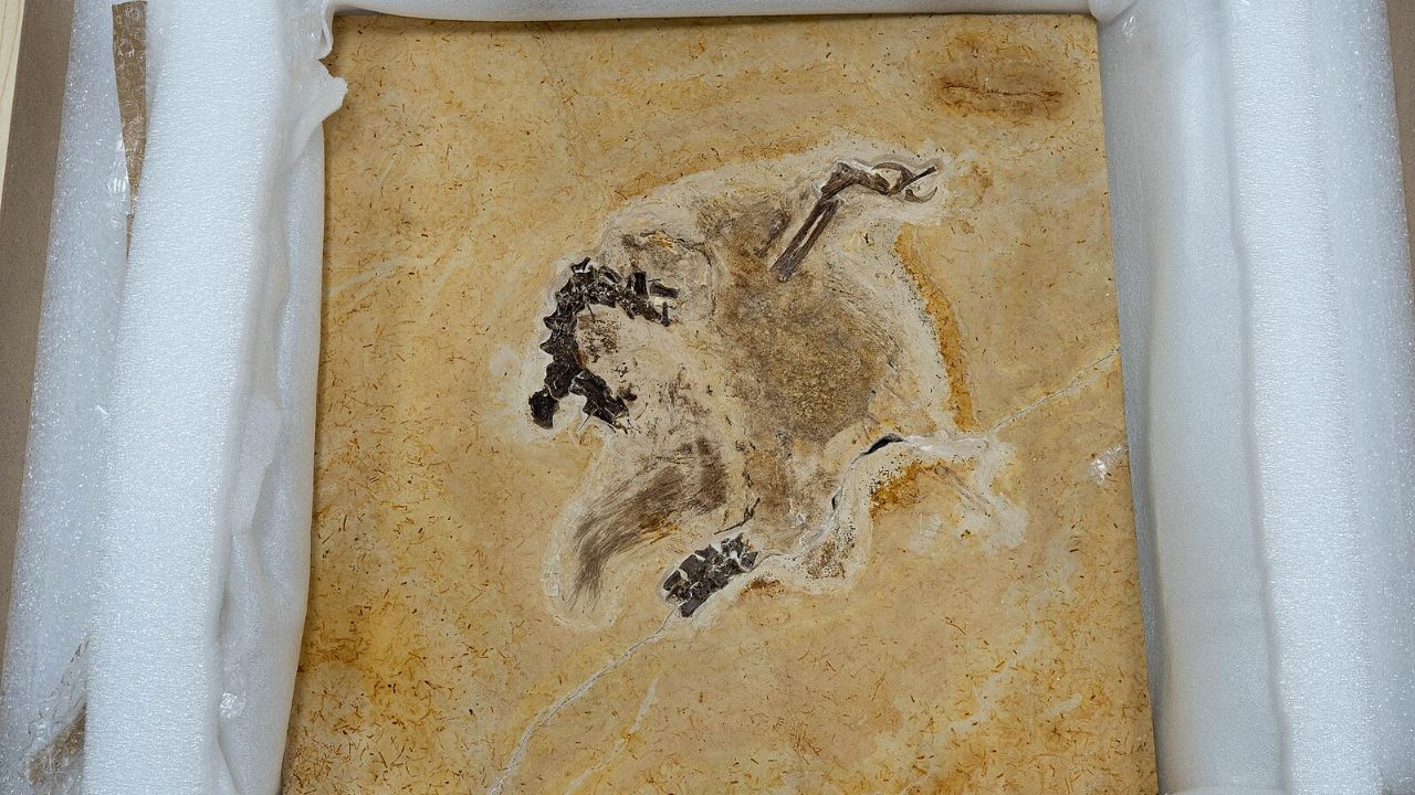 7 mind-blowing dinosaur finds that forced scientists to rethink evolution 1