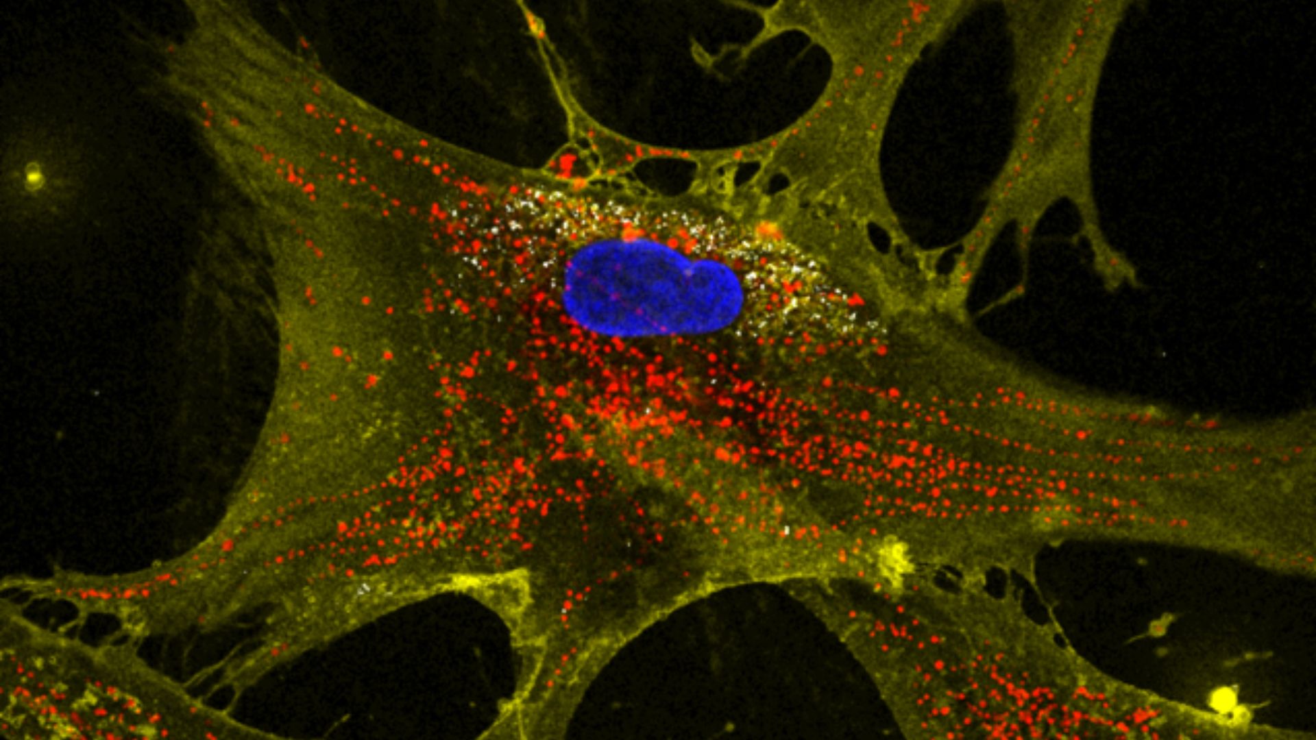 Gene Editing Turns Stem Cells Into Antibody-Producing Factories in Mice