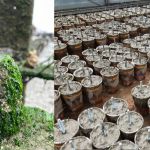 Biobased concrete substitute locks in carbon while supporting marine ecosystem repair