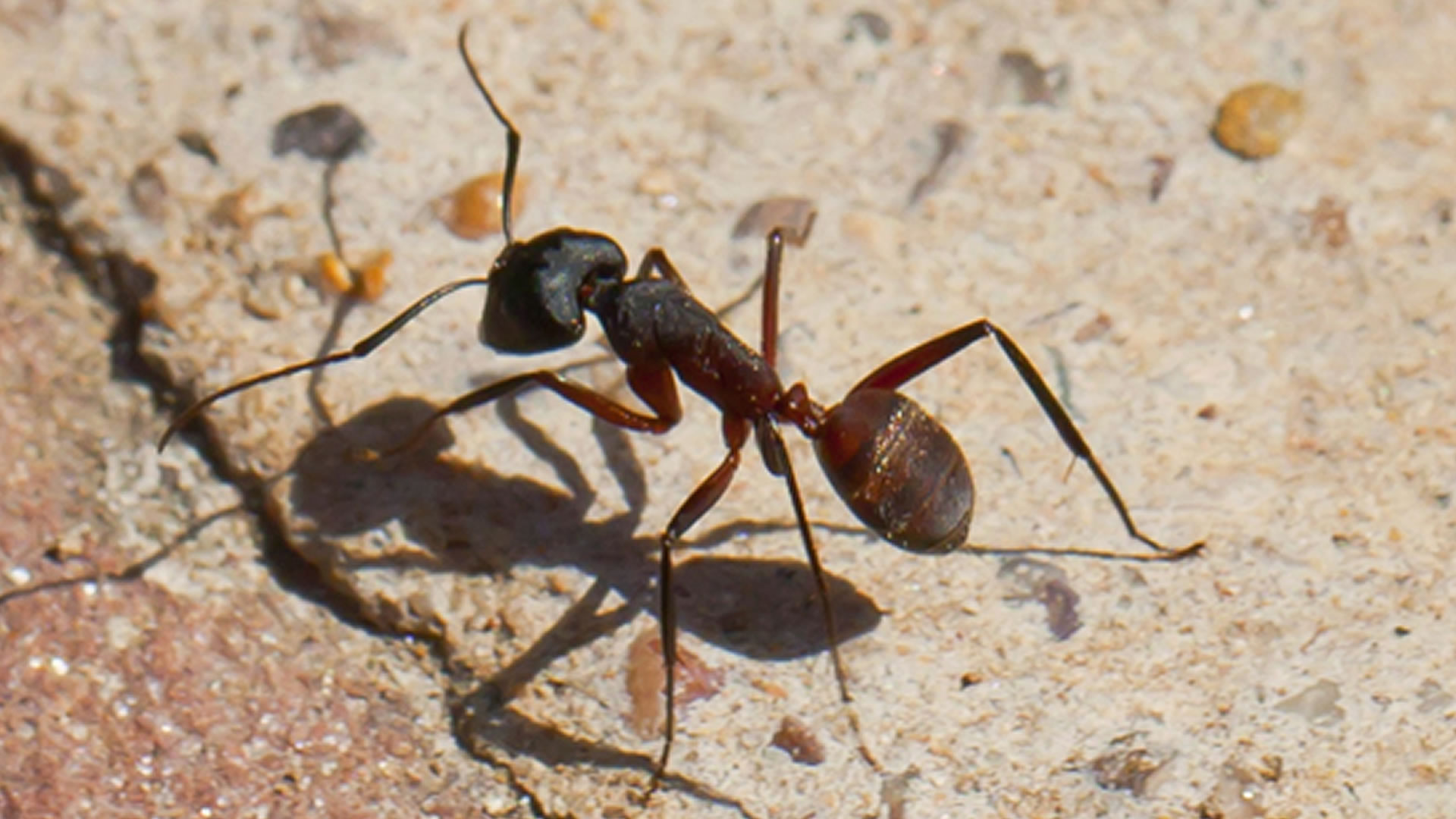 Robot có "bộ não" mới lấy cảm hứng từ chim và kiến để định vị mà không cần GPS
