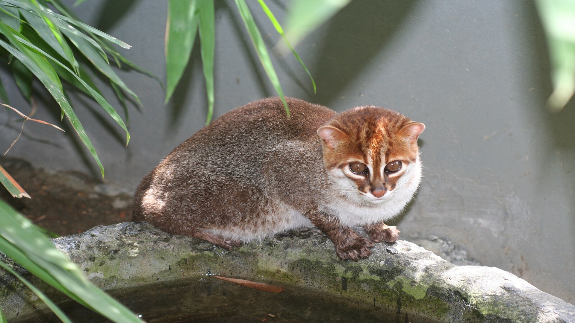 Once thought extinct, rare flat-headed cat reappears in Thailand after 30 years
