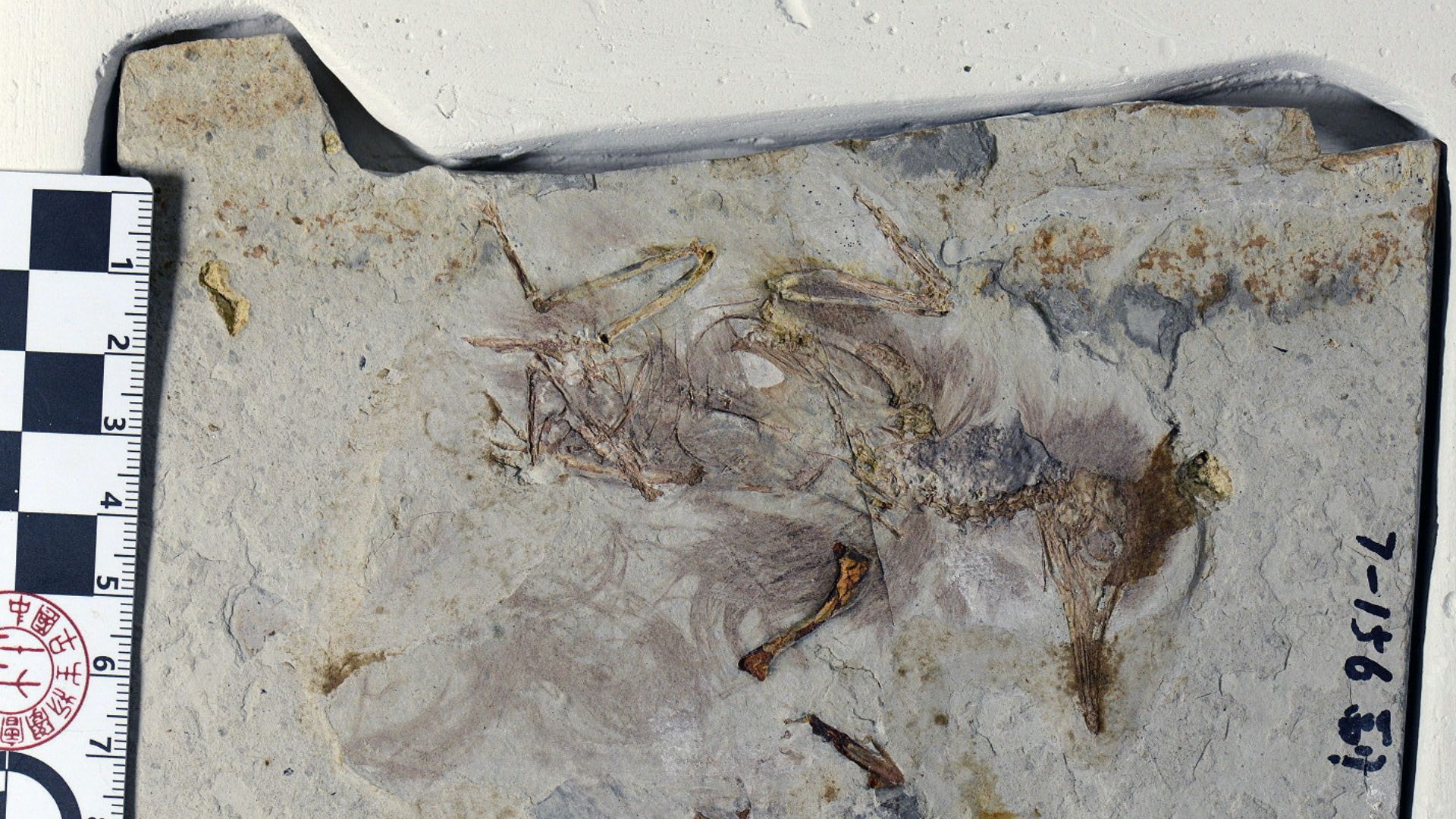 120 million-year-old bird died after gulping 800 stones, fossil reveals