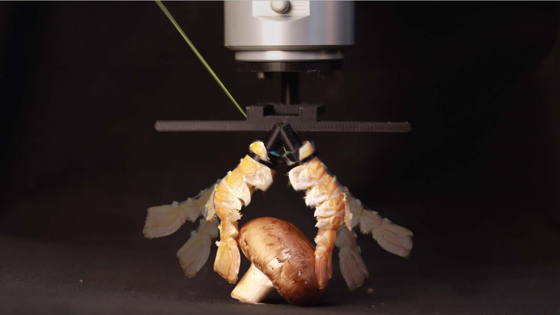 Robot làm từ rác thải thực phẩm khám phá một hướng đi mới cho thiết kế vật liệu sinh học