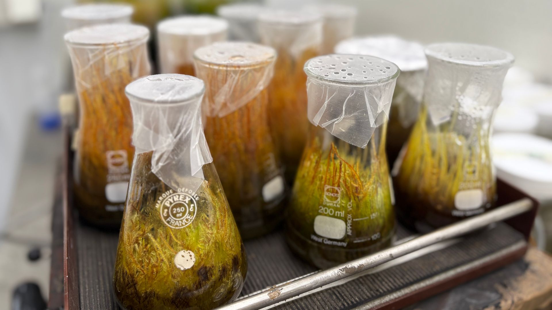 Mine-grown moss shows unusual power to trap toxic metals from water