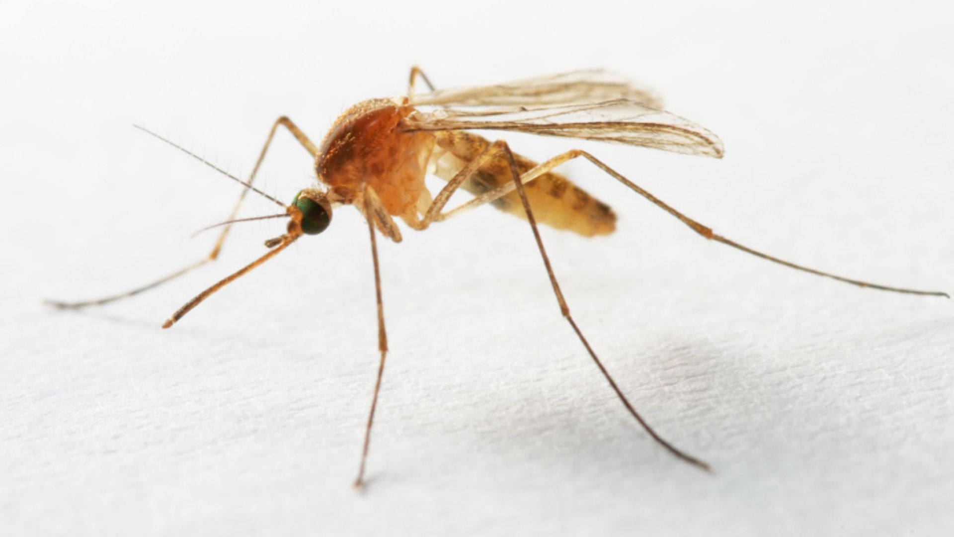 New 'necroprinting' enables 3D printing smaller than blood cells