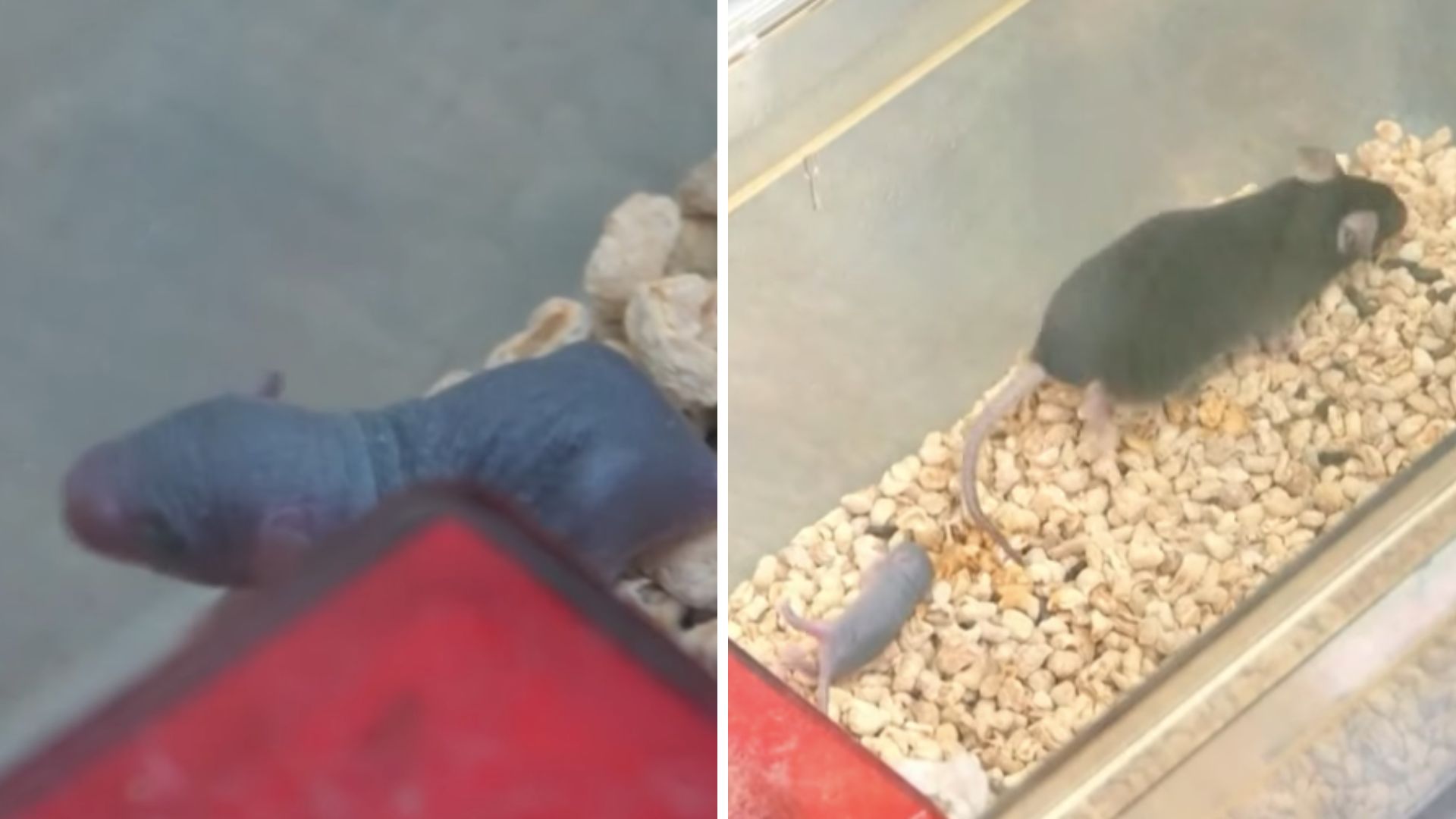 Orbit to offspring: China’s ‘space mouse’ gives birth to nine pups after return