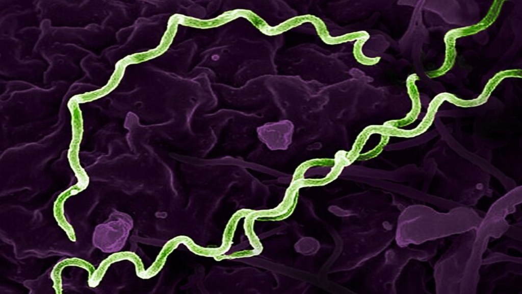 5,550-year-old Colombian man carries world’s oldest syphilis-related bacteria, study finds