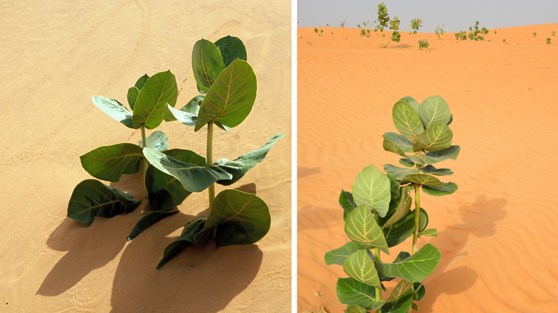 China grows military-grade rubber in Gobi Desert as war reshapes supply chains