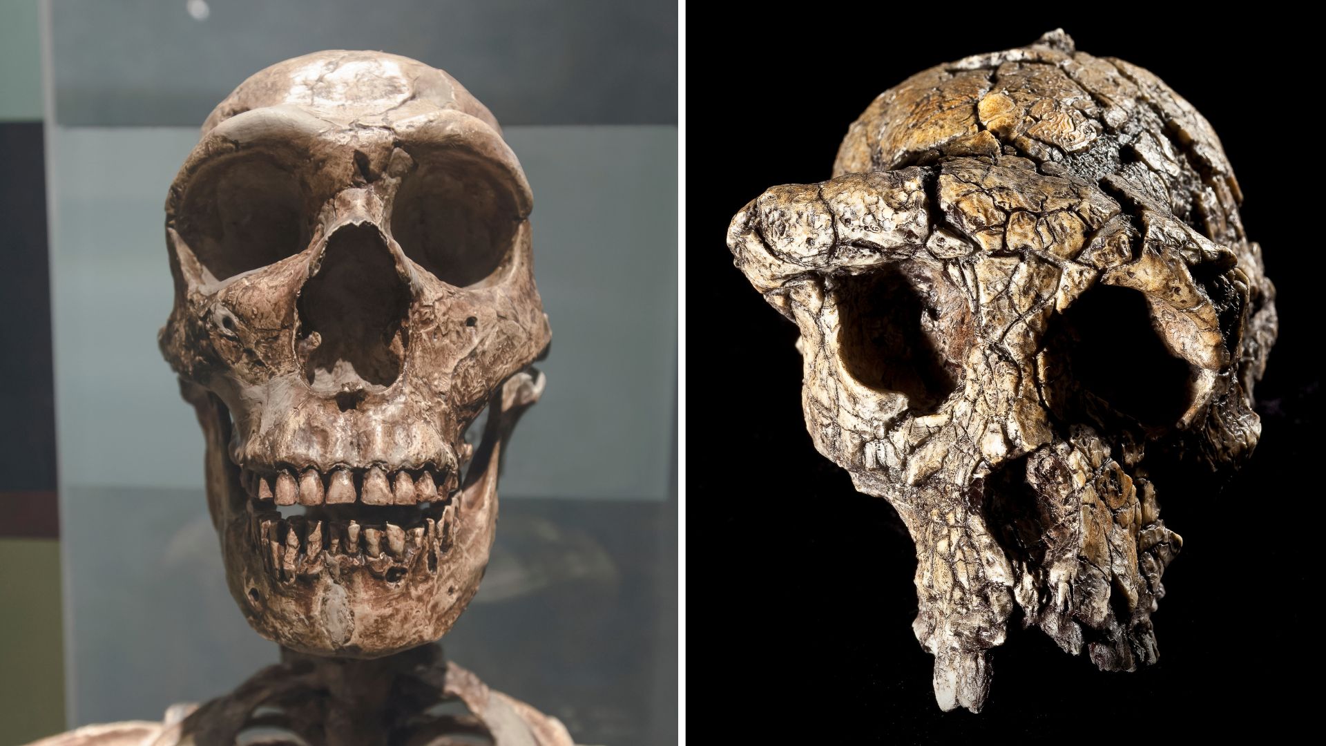 Oldest human ancestor: 7 million