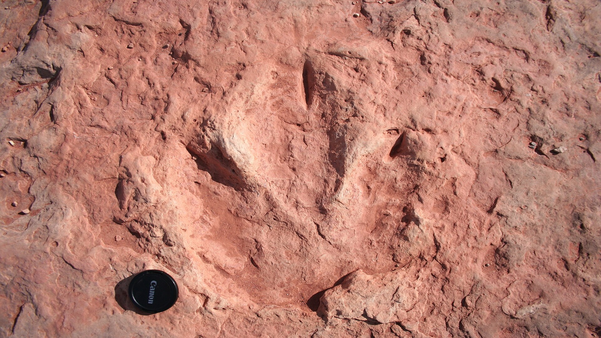 132-million-year-old dinosaur tracks could solve ‘dark period’ puzzle in African history