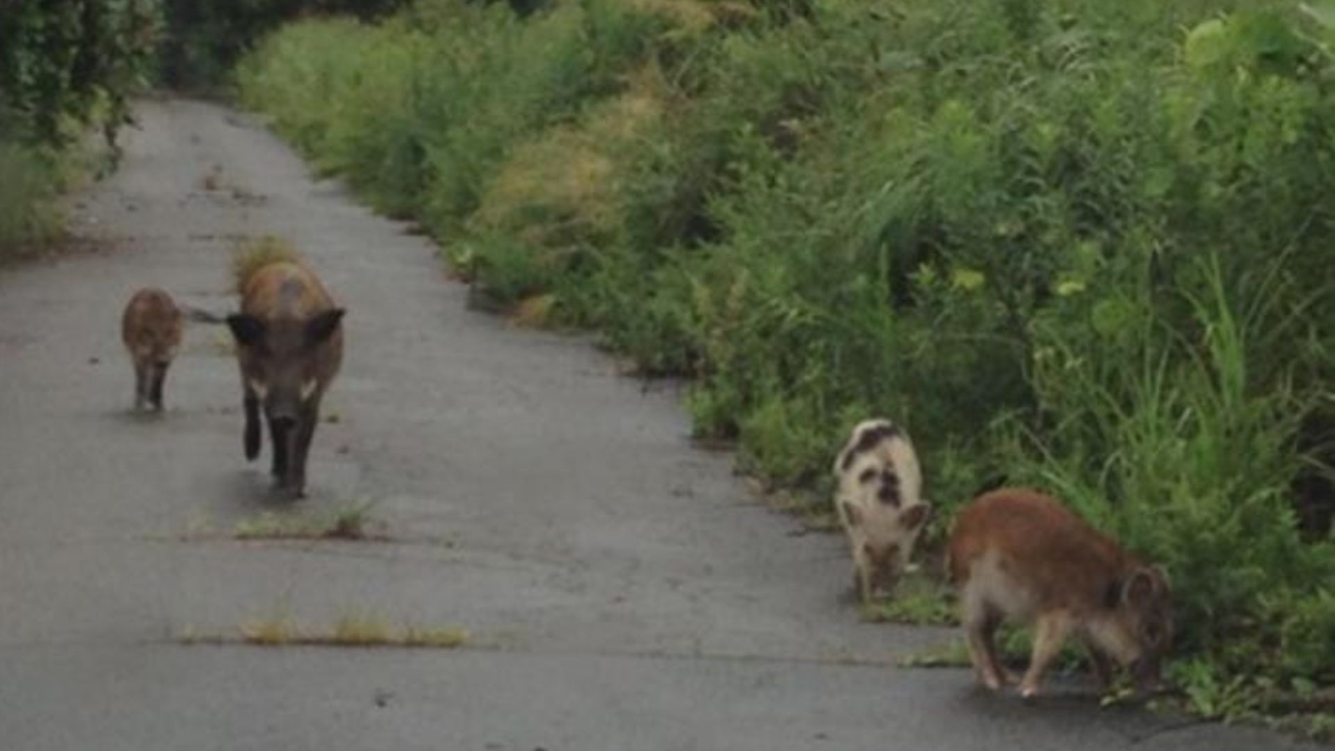 Escaped pigs speed wild boar breeding after Fukushima nuclear disaster