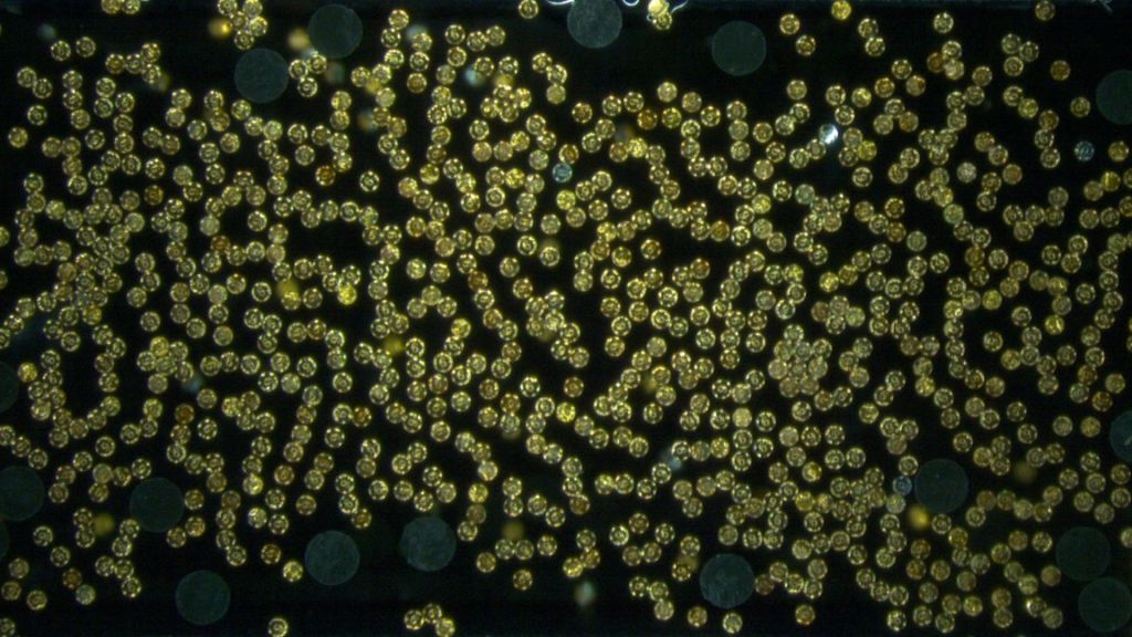 New microrobot swarms use whirlpools to lift objects 45,000 times heavier