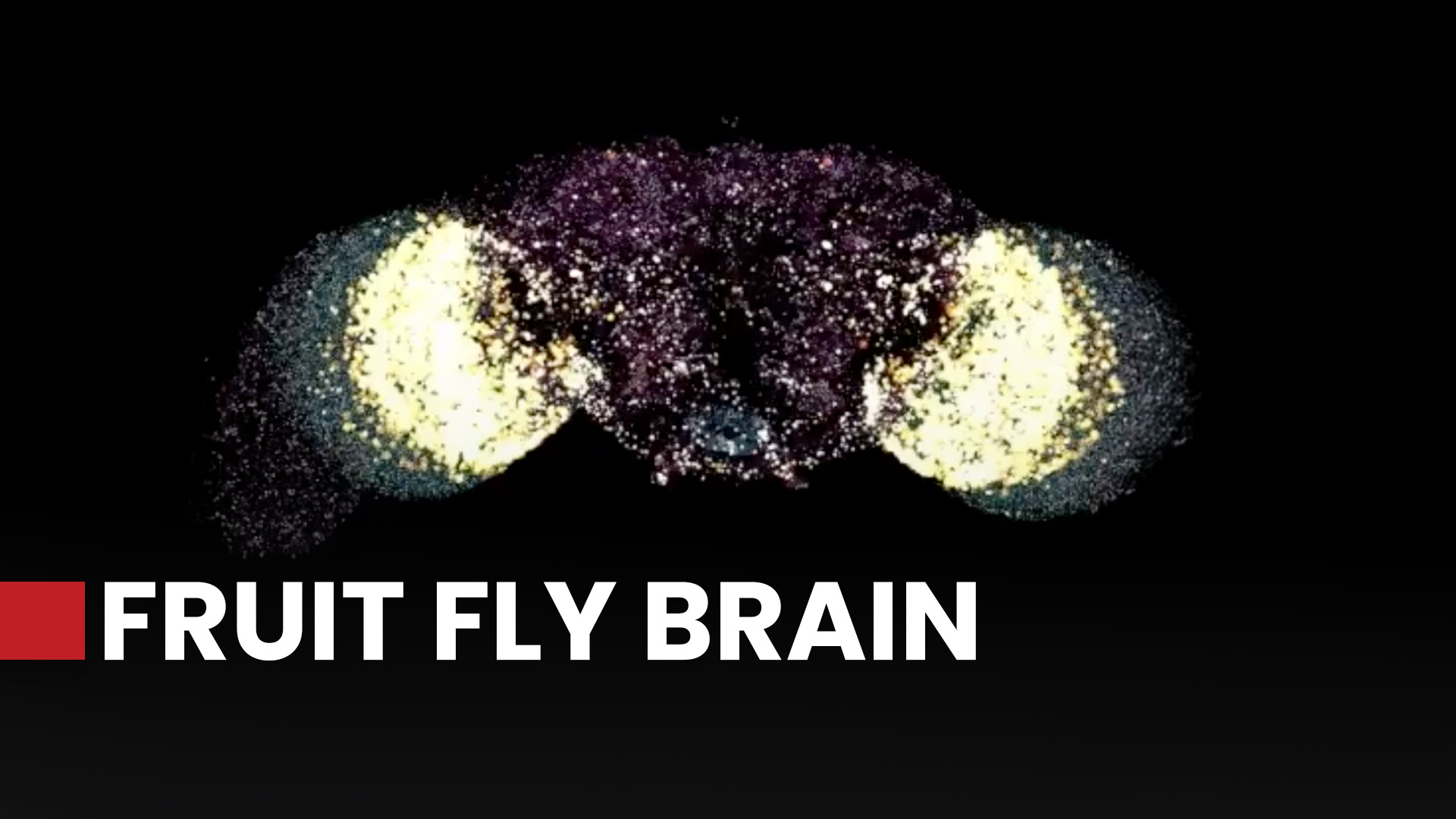 Scientists map entire fly brain