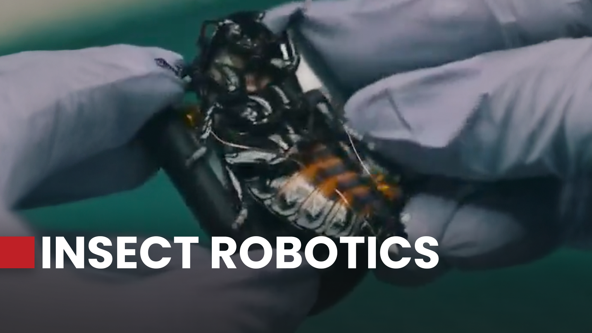 Insect Shell Robot German startup turns insects into robots