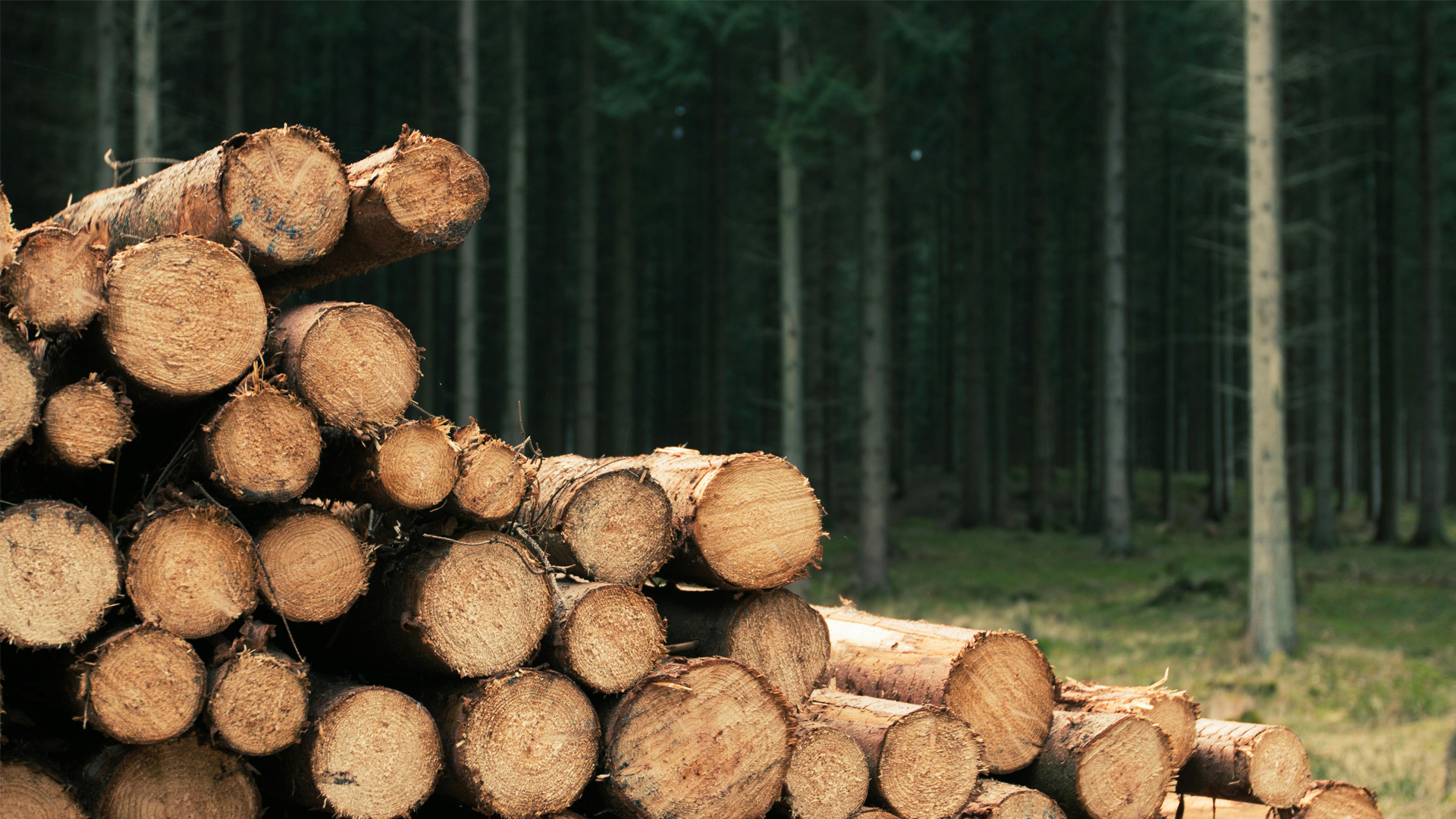 Scientists break lignin’s strongest bonds to turn wood waste into valuable fuel