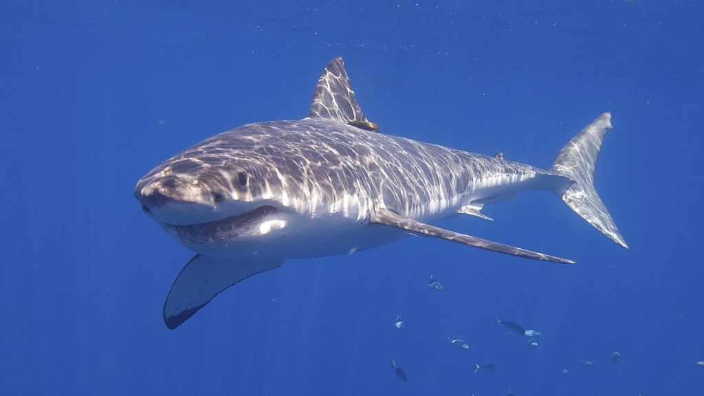 1-ton sharks may struggle for survival in waters exceeding 62.6°F, study suggests