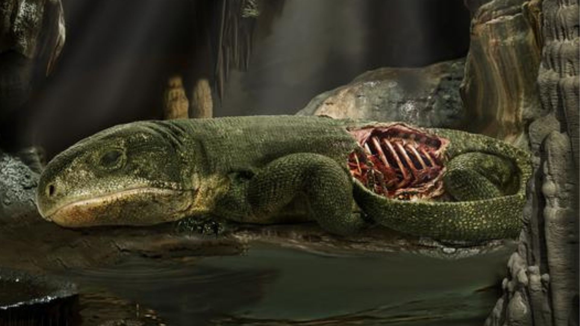 old mummy fossil shows earliest rib