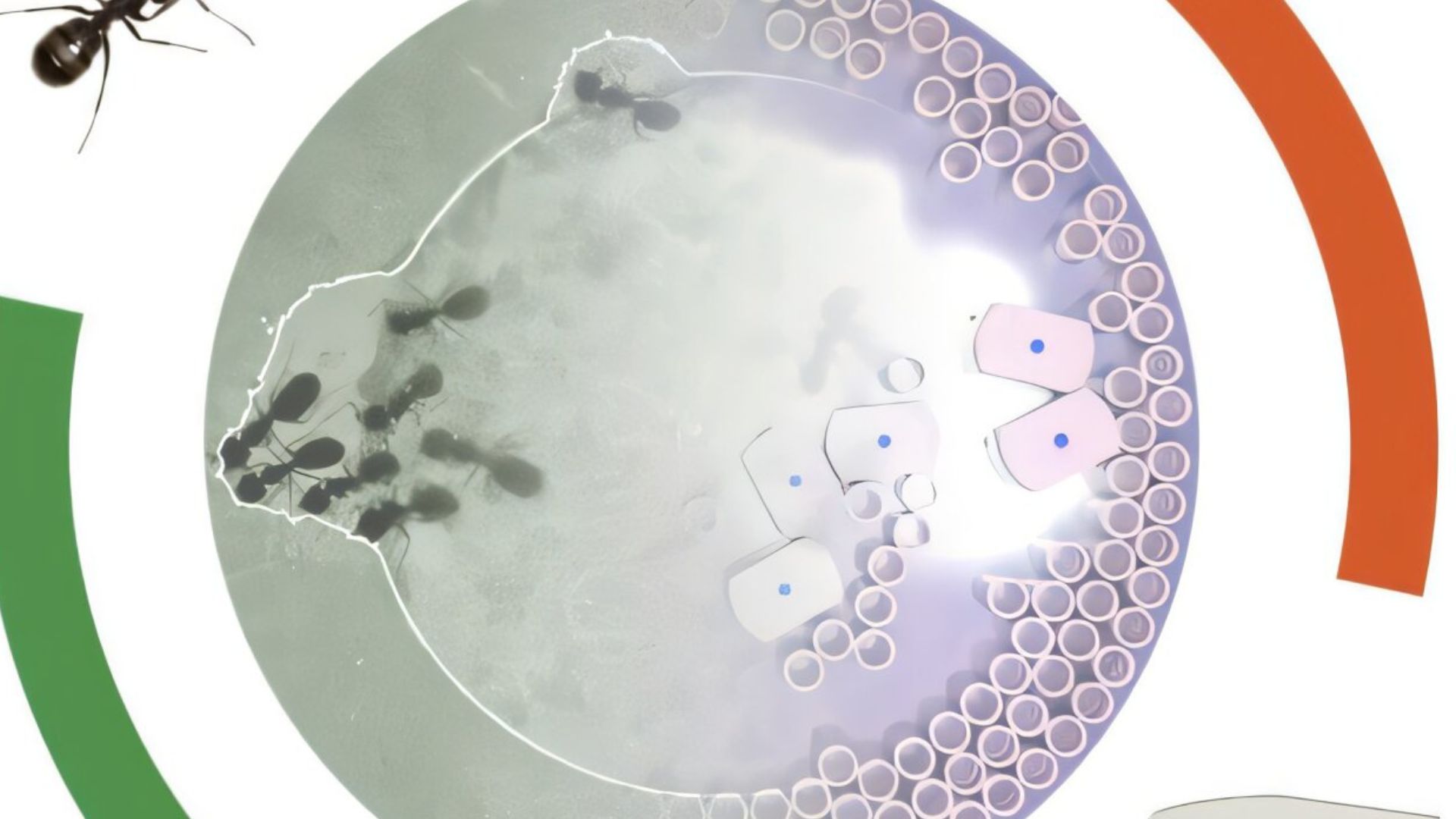 Harvard scientists build robotic ants that work like real insect teams