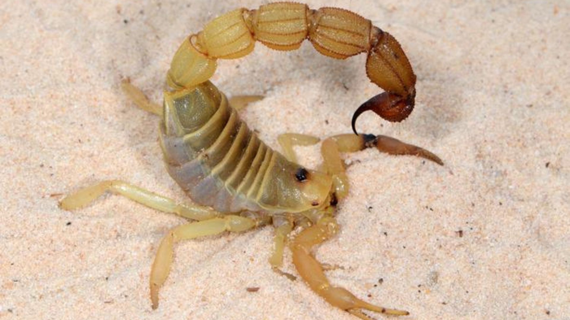 Scorpions add metal to their stingers for extra strength, study finds