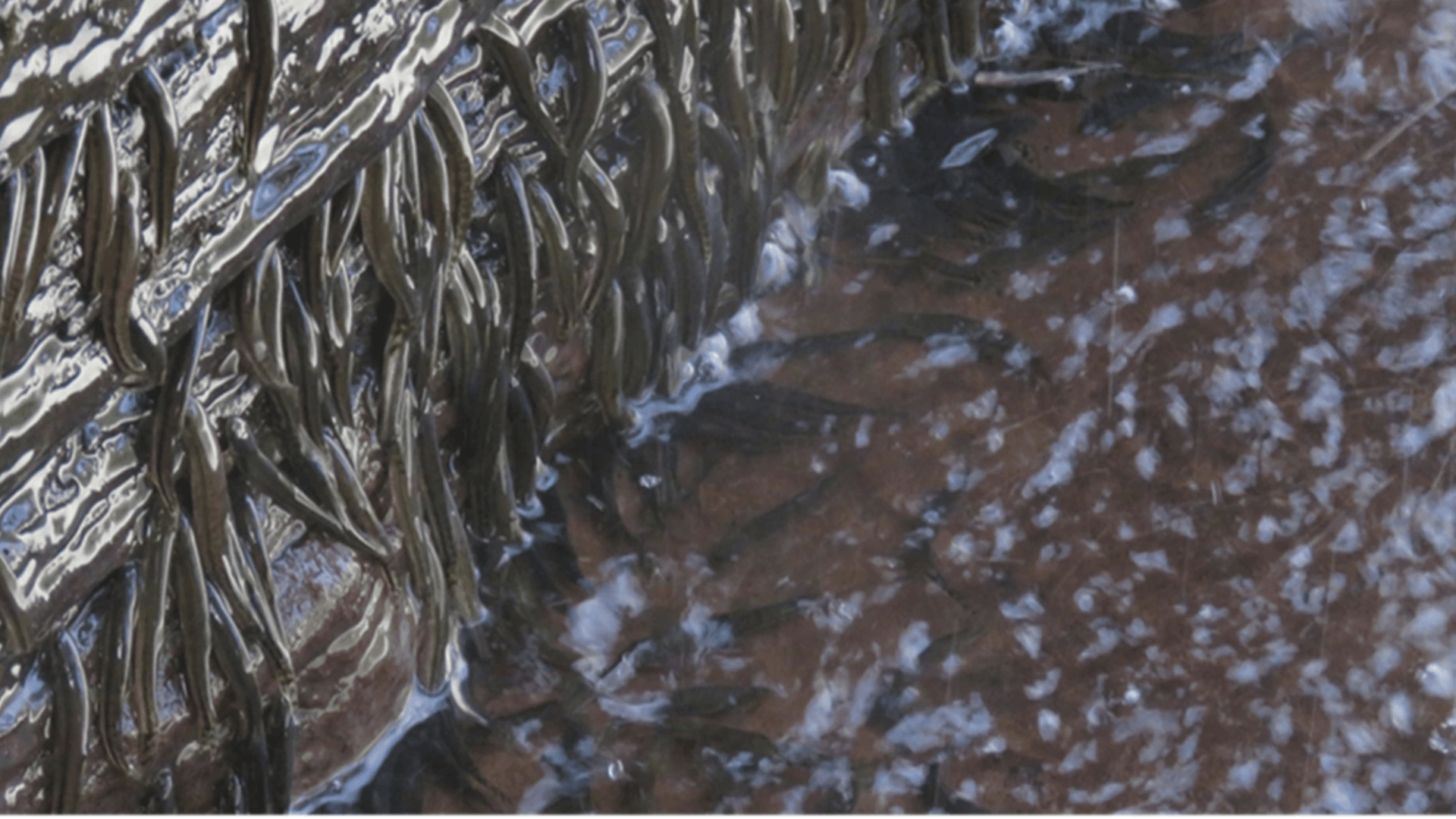 Legendary African shellear fish climb rocks 50-foot high in 10 hours