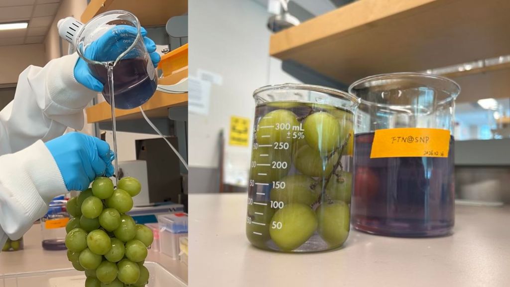 New fruit wash removes 94% pesticides, keeps grapes fresh 15 days at room temp