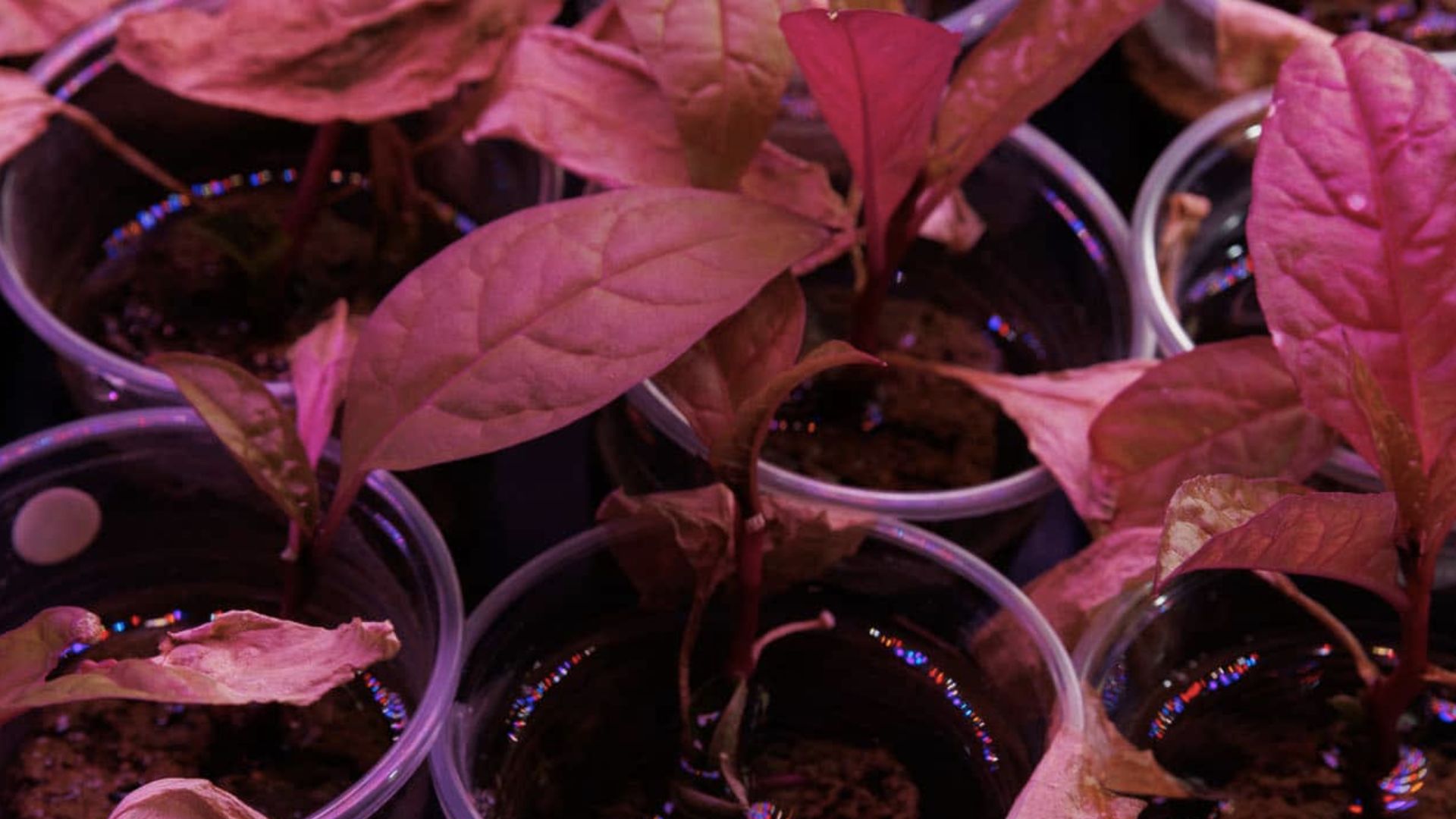 Neue Methode amerikanischer Wissenschaftler ermöglicht Messung seltener Erden in Pflanzen