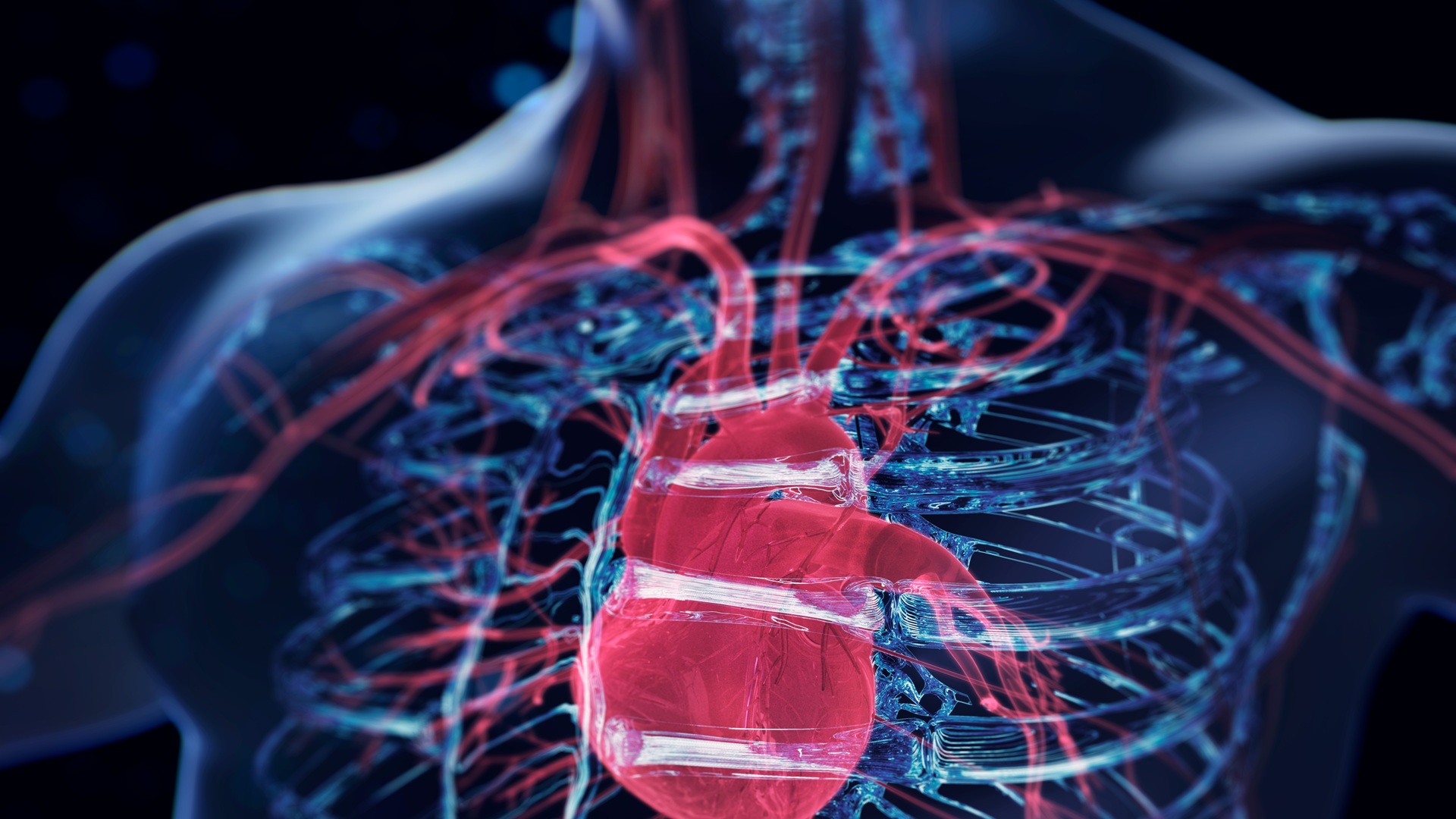 Human heart regrows muscle cells after attack, world-first study confirms