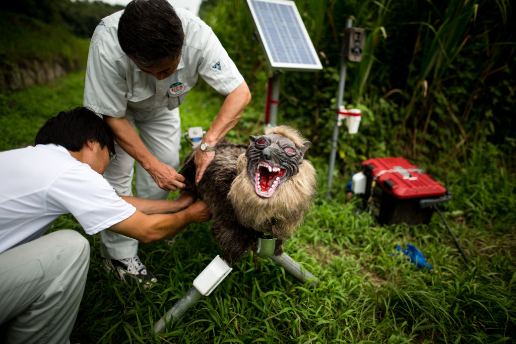 Robots vs Wild: Japan turns to handmade ‘monster wolves’ to prevent deadly bear attacks