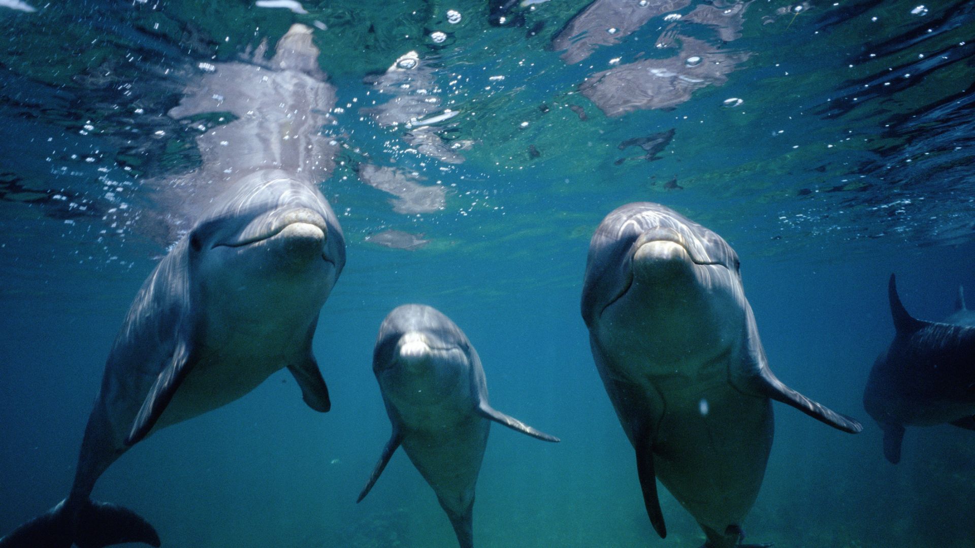 Supercomputers reveal how dolphins generate thrust to achieve speed