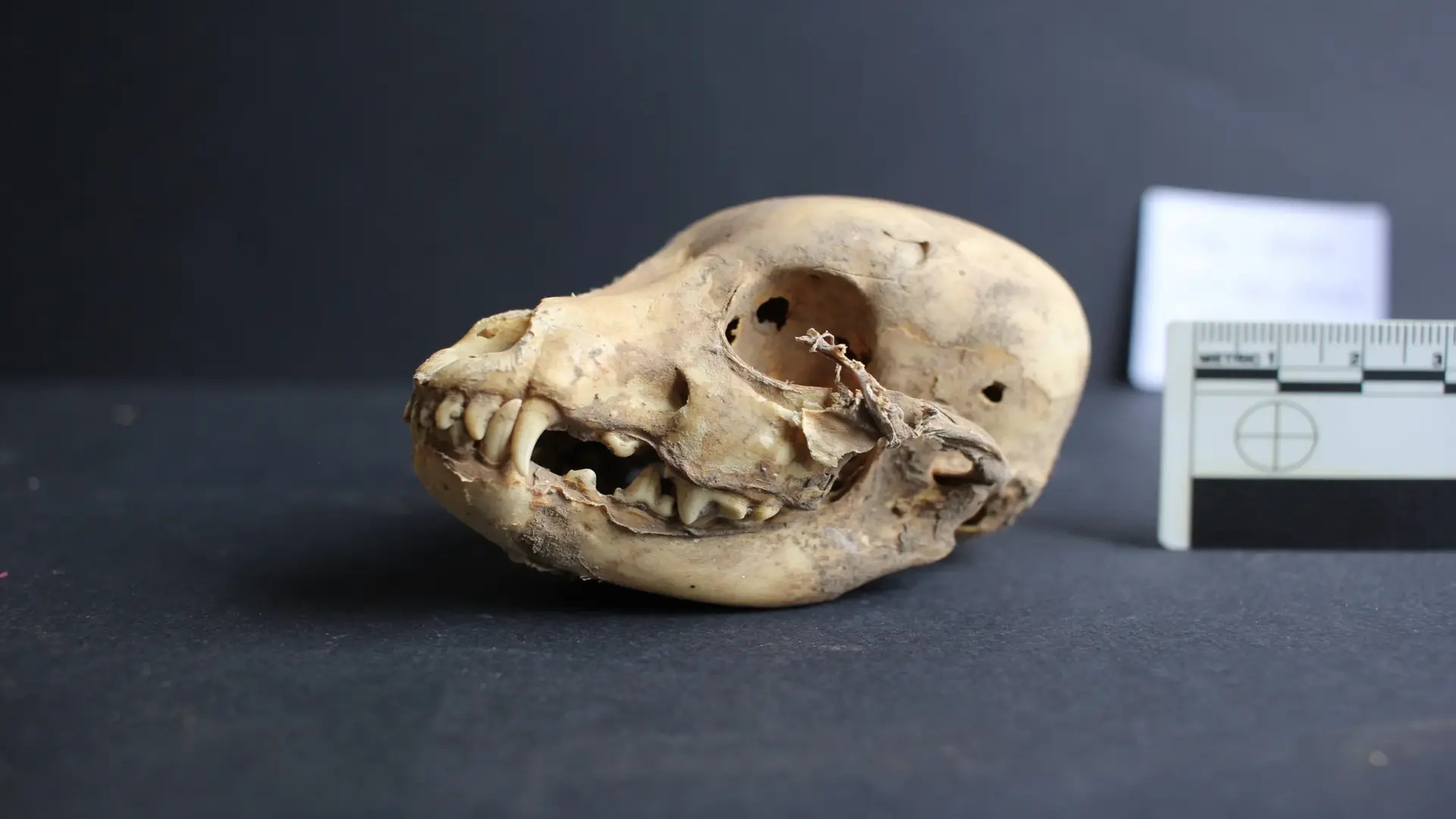First physical evidence of legendary Peruvian hairless dogs found in Wari tombs