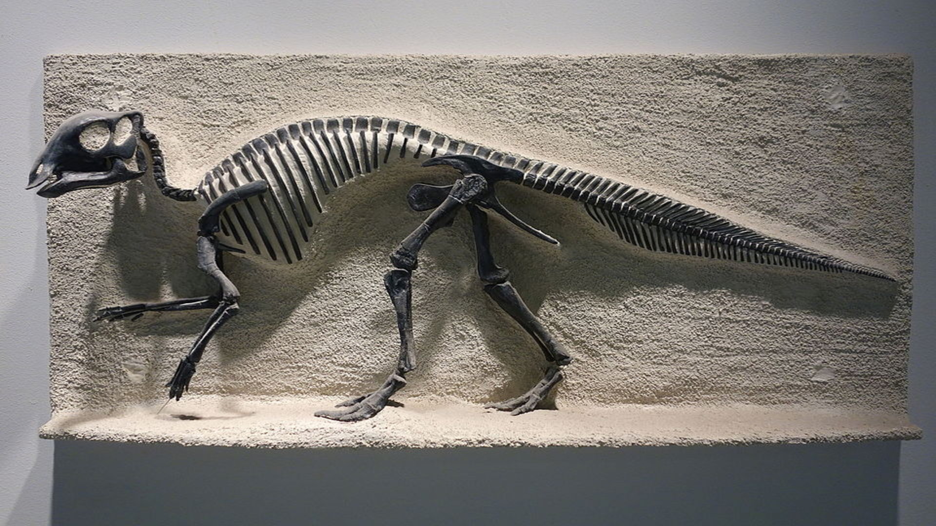 Earliest evidence of bird-like feeding of young found in dinosaurs
