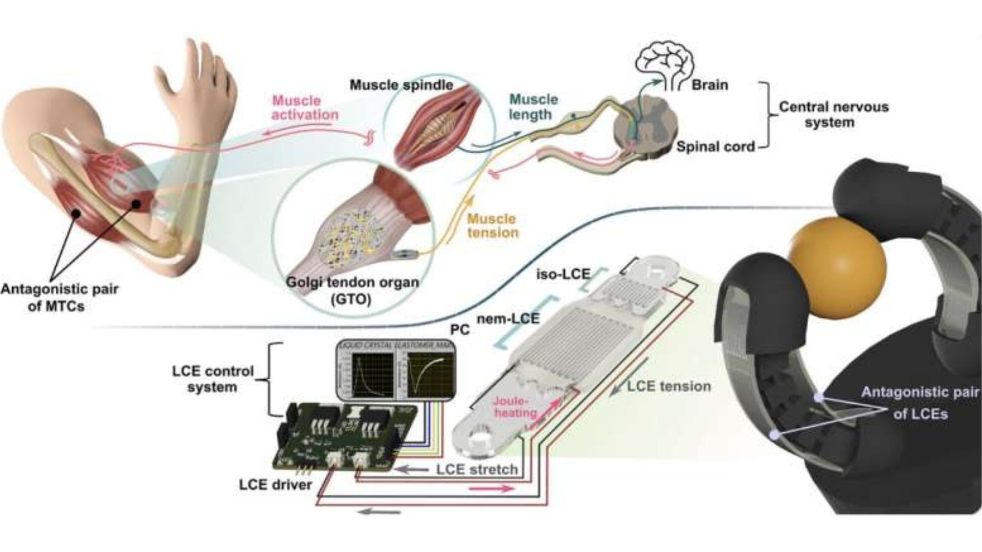 New smart artificial muscle could bring human-like feedback to humanoid robot The diagram shows biological muscle feedback and a robotic gripper using LCE artificial muscles.