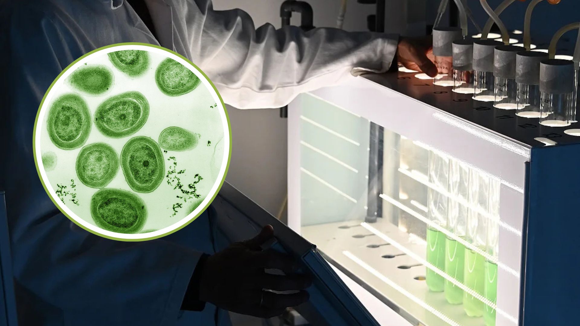 Smart oxygen shield improves blue-green algae hydrogen fuel output