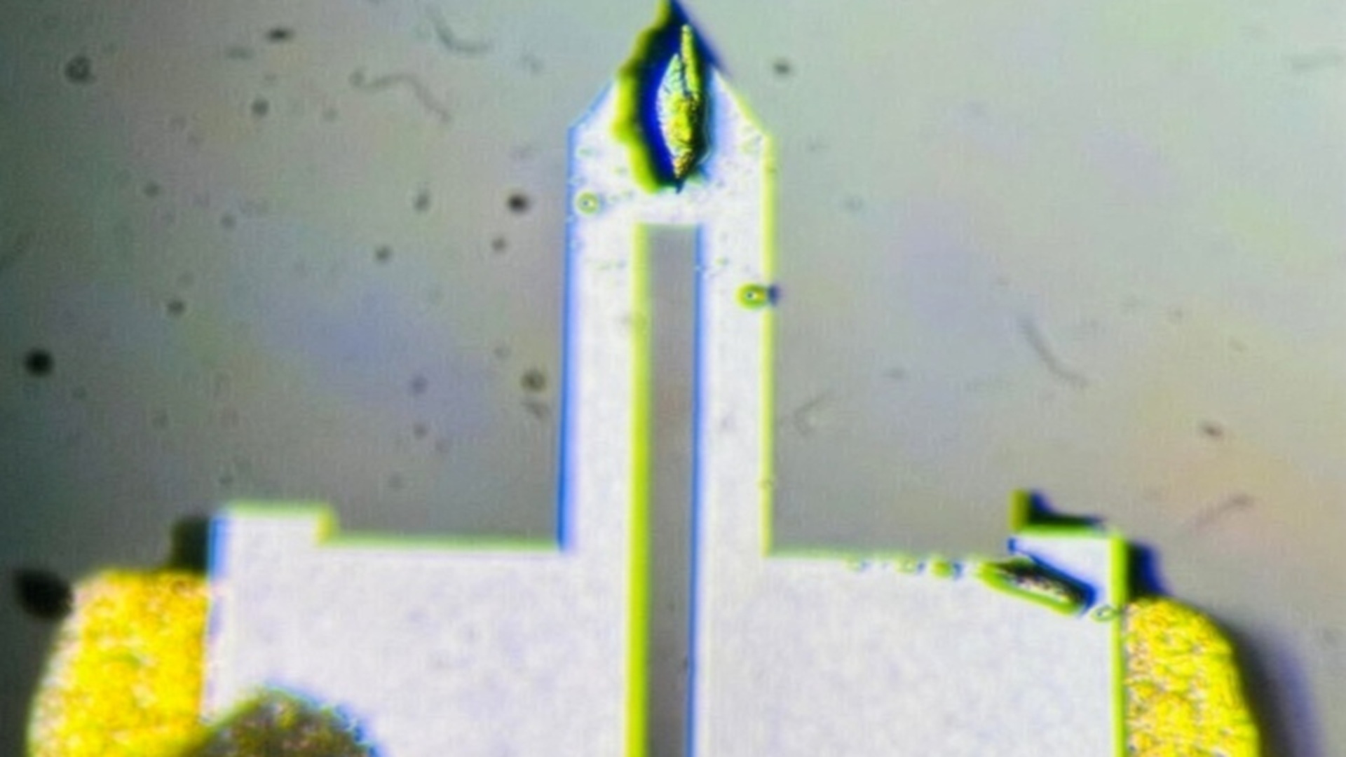 Crystal smaller than a grain of sand breaks physics rules, regains superconductivity at 70 Tesla