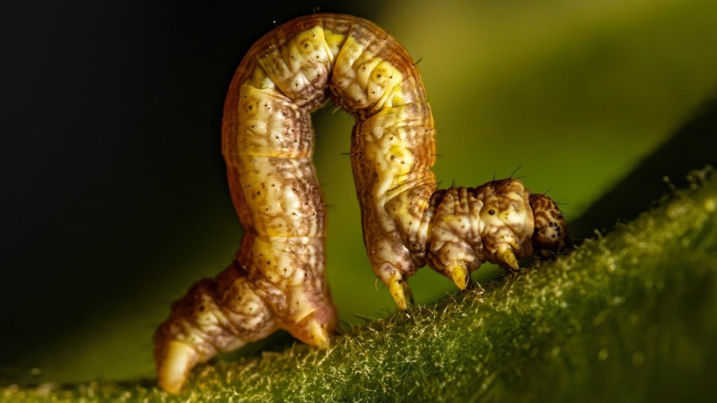 Inchworm-inspired robot uses 10 MeV-tolerant muscles to navigate Mars-like terrain