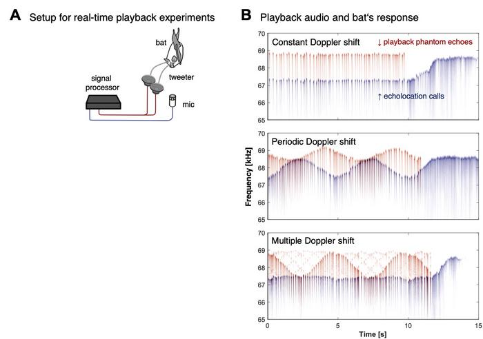Japanese horseshoe bats use ultrasonic frequency control to filter prey from noise