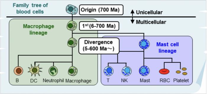 Study finds human blood cell development mirrors 700 million years of evolution