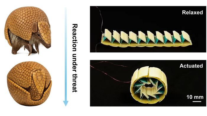 Researchers develop armadillo-inspired protective shell module for soft robotics