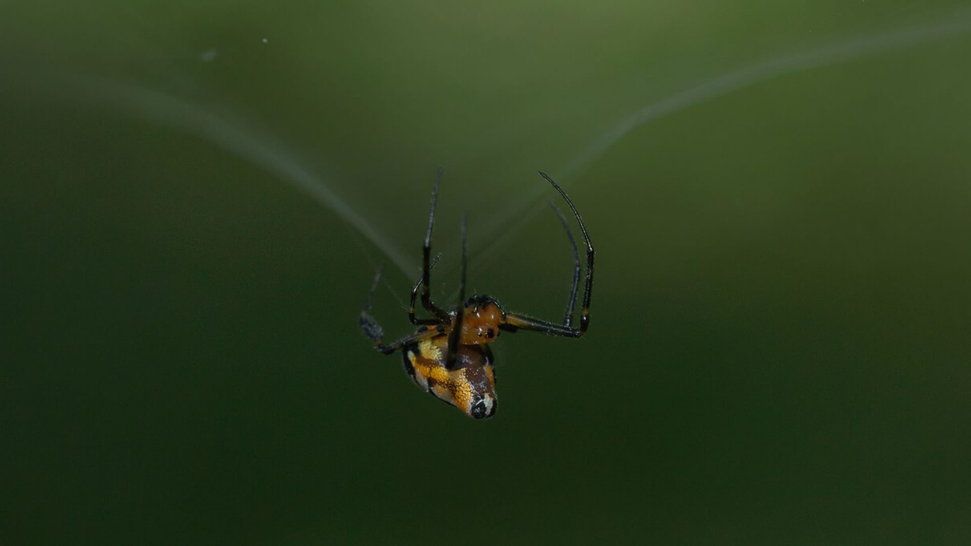 Scientists turn corn into spider silk-inspired plastic in sustainable materials breakthrough