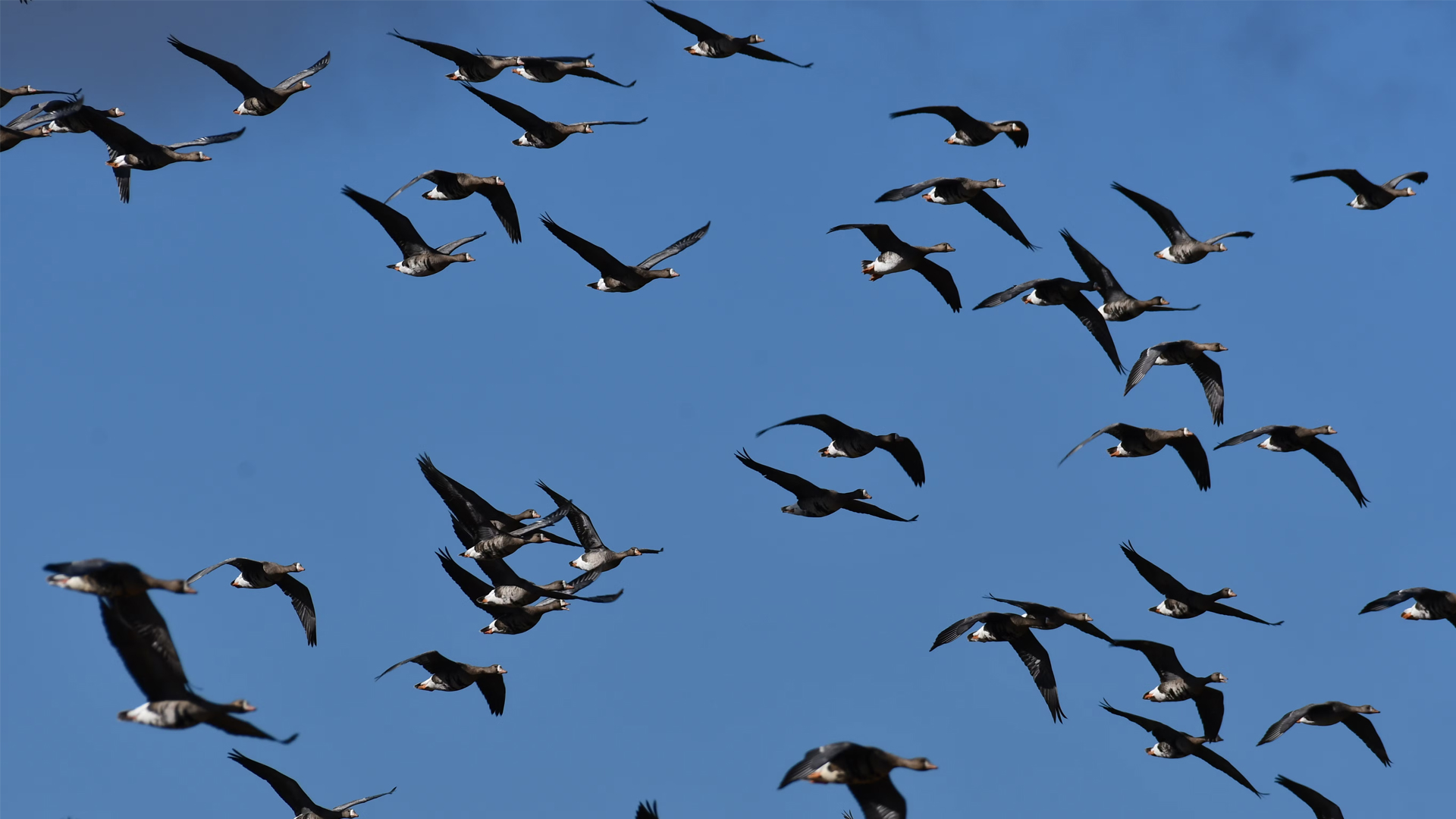 Physicists crack the puzzle of bird flocks with Newton-inspired twist
