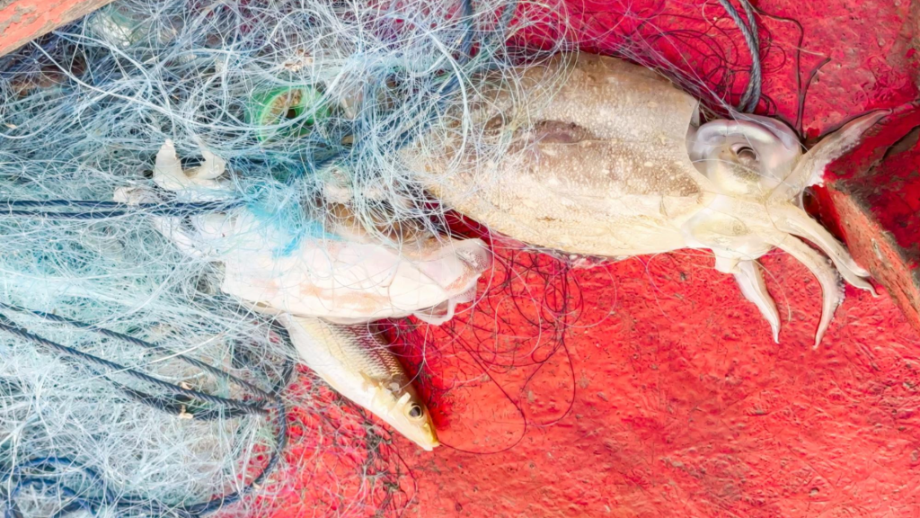 World’s first smart squid-fishing robot that mimics humans begins sea trials in China