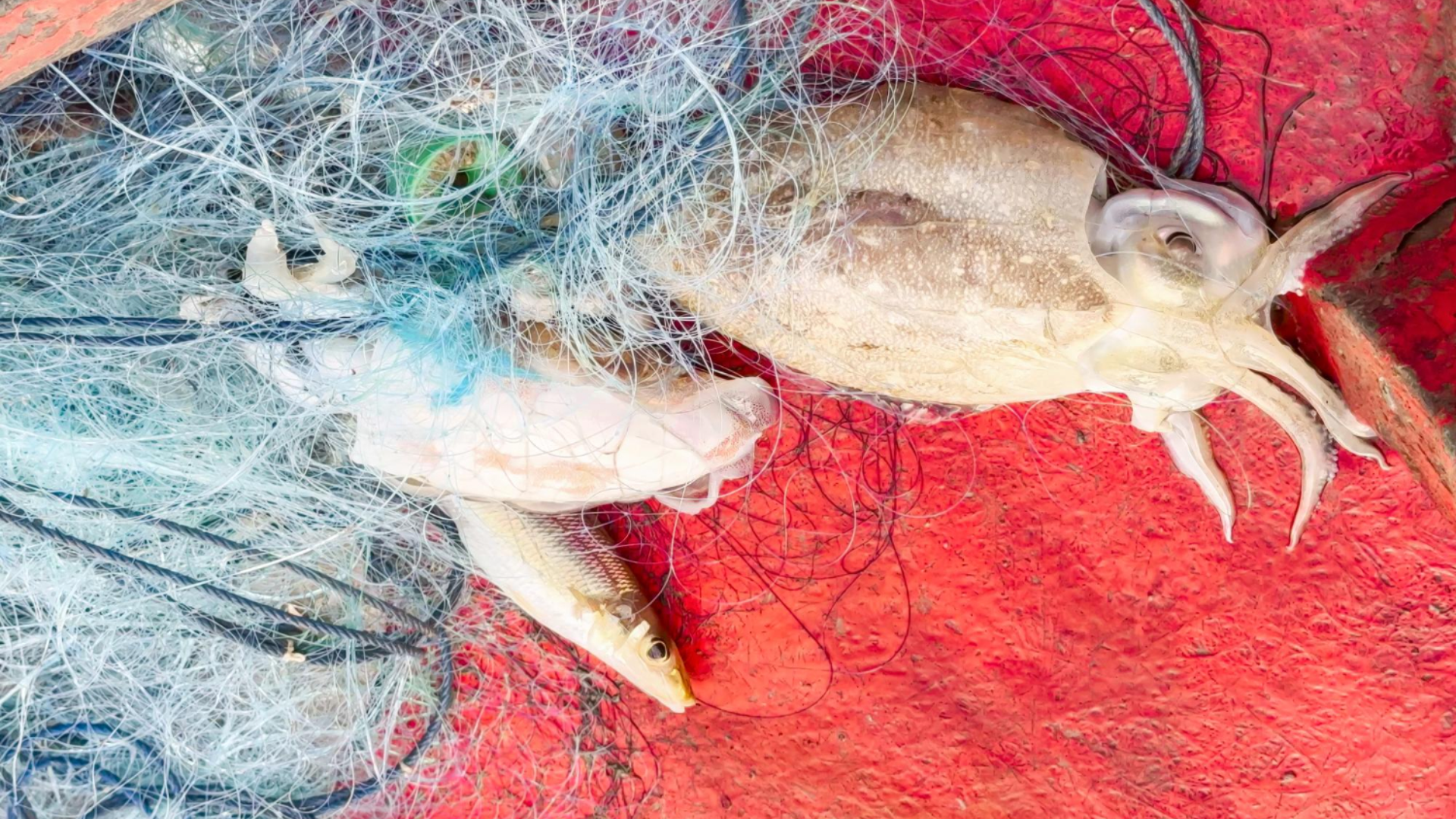 World's first smart squid-fishing robot that mimics humans begins sea trials in China