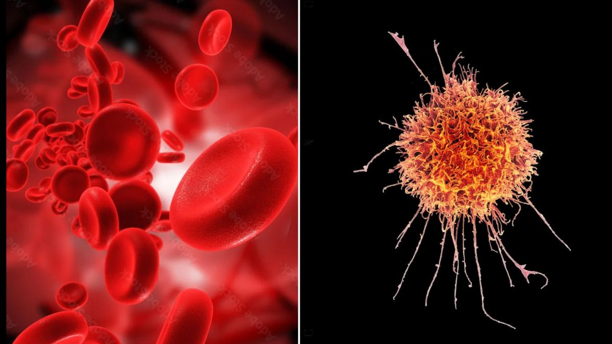 How many cells are in the human body? Here’s what the science says
